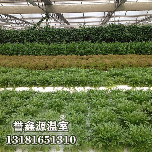 多跨溫室無土栽培工程中的關鍵材料 工程陶粒的應用與優勢